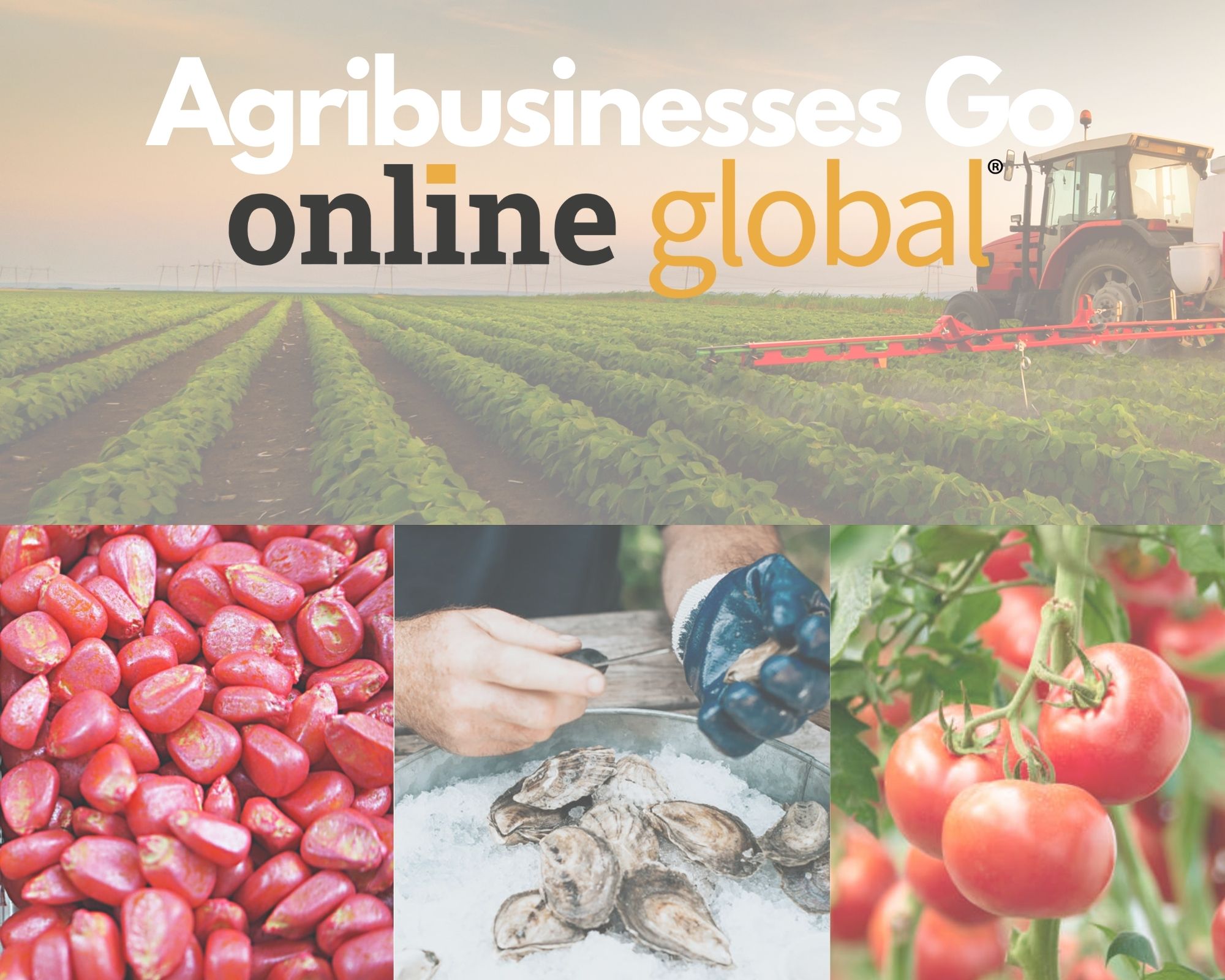 Top 4 Reasons why Agribusinesses Need an Online Presence to Boost Exports